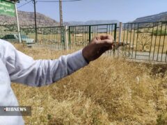 حمله ملخ به باغ‌ها و مزارع کشاورزی در کوهپایه‌های اندیمشک