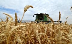 خرید بیش از یک میلیون و ۴۲۰ هزار تن گندم در خوزستان