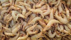 ذخیره سازی پست لارو میگو وانامی در مزارع پرورش ۳۹۵ هکتاری هندیجان