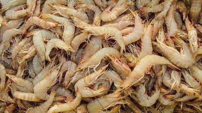 ذخیره سازی پست لارو میگو وانامی در مزارع پرورش ۳۹۵ هکتاری هندیجان