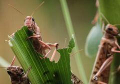 طغیان ملخ به ۲۰۰ هکتار از مزارع اندیمشک محدود شد
