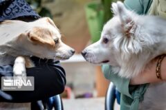 دادستان شوش: هرگونه سگ‌گردانی در اماکن عمومی ممنوع است