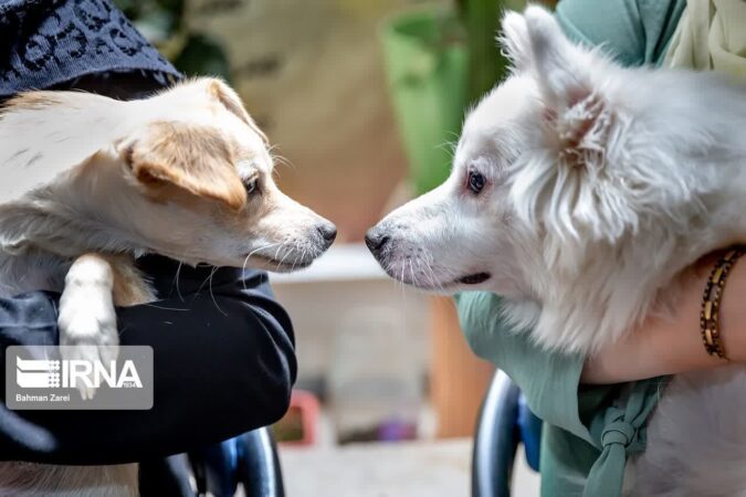 دادستان شوش: هرگونه سگ‌گردانی در اماکن عمومی ممنوع است