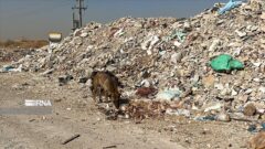 شهردار: اهواز با معضل تخلیه نخاله در معابر روبرو است