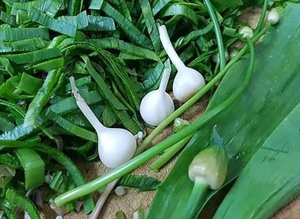 قاچاقچی گیاه دارویی کمیاب در دزفول نقره داغ شد