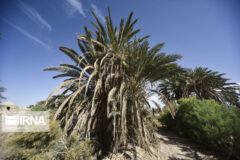 اجرای طرح توسعه و جایگزینی کشت پاجوش خرما در آبادان