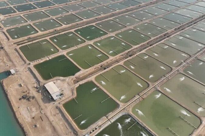 اجرای طرح پرورش میگو در اراضی ملی ۴۲۰۰ هکتاری بوطاهری هندیجان متوقف شد