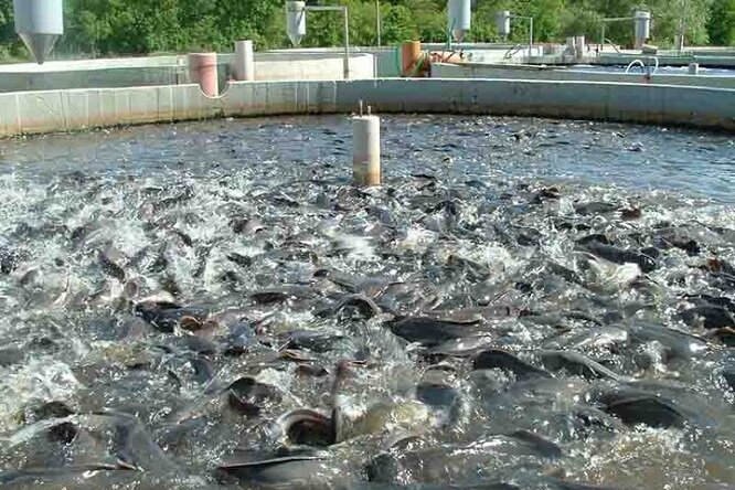 خوزستان قطب تولید شیلات ایران با سهم ۱۱.۵ درصدی