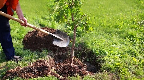 ۲۷ هزار هکتار درختکاری برای مقابله با ریزگردها در خوزستان انجام شد