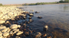 خنجر آلودگی نفتی بر حنجر «مارون و جراحی»